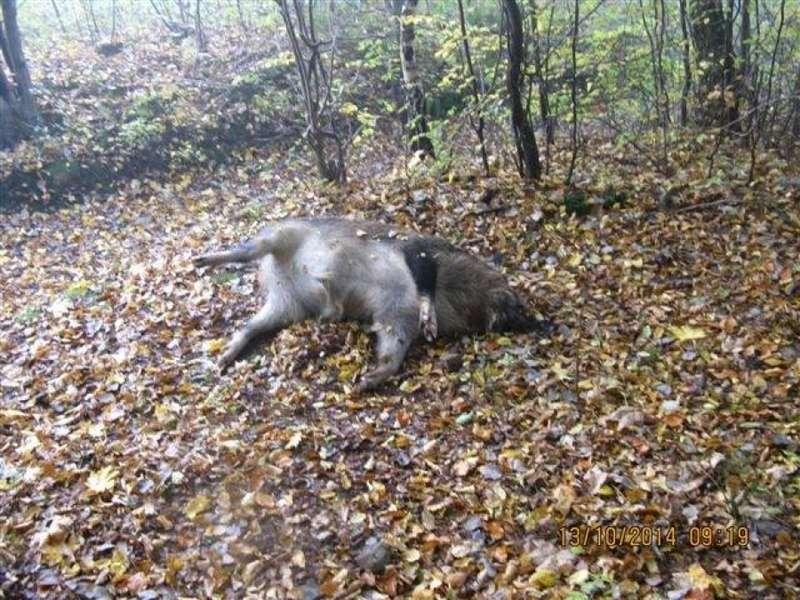 Wolne, ale bezdomne