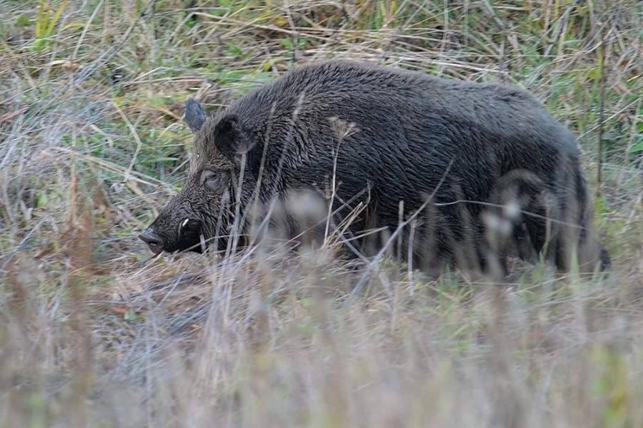 Stryszawa. Będzie dodatkowy odstrzał dzików