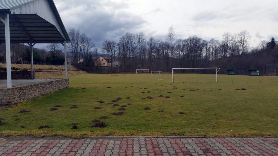 Bieńkówka. Plaga kretów psuje szyki sportowcom