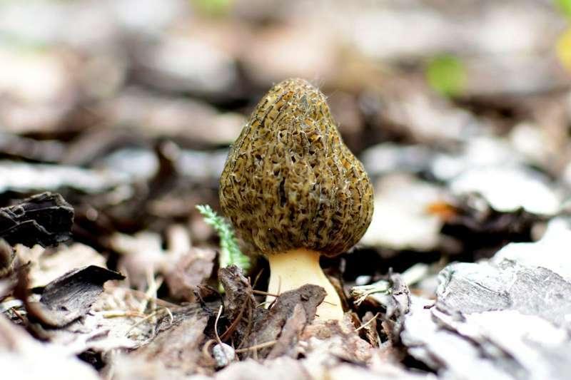 Najlepsze smardze rosną w Suchej Beskidzkiej.