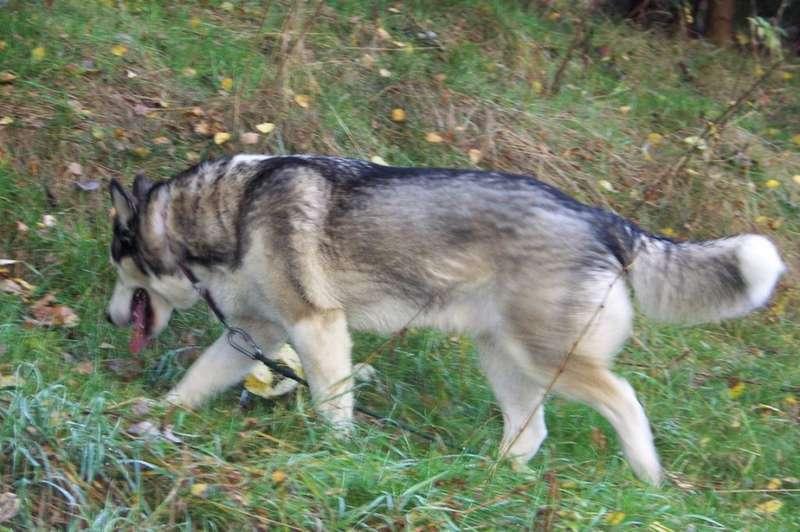 (AKTUALIZACJA) Zaginął pies - syberian husky - wabi się Chatar,