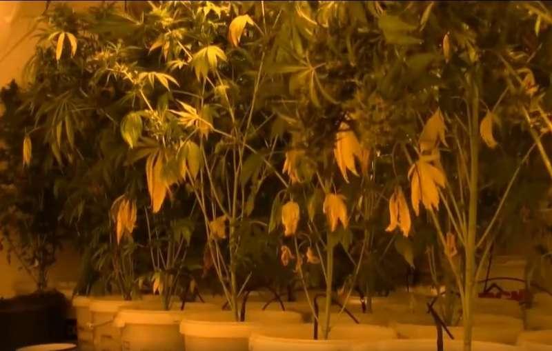 Policja zlikwidowała plantację konopi indyjskich.