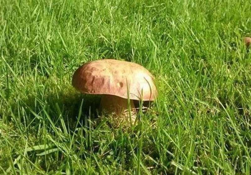Babiogórski Park radzi. Gdy napotkamy grzyby