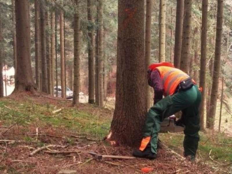 Szkolili się  w legalnej ścince drzew