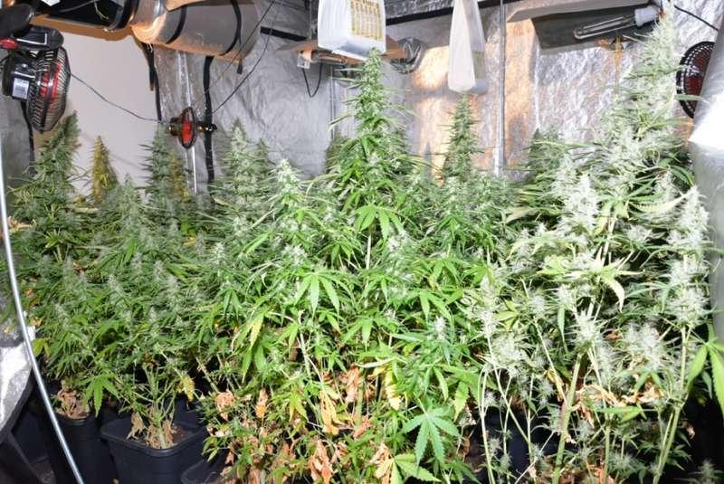 Wielka plantacja zlikwidowana
