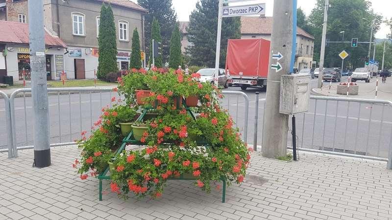 Maków Podhalański. Kradła kwiaty z miejskiego kwietnika