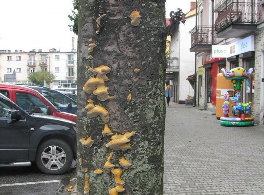 Wymieniają zieleń w Zielonym Miasteczku