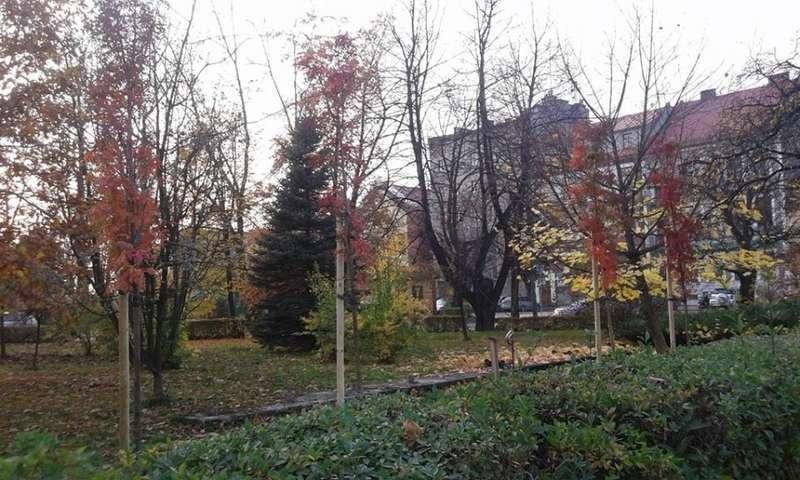Uczniowie sadzili rośliny na jordanowskim Rynku