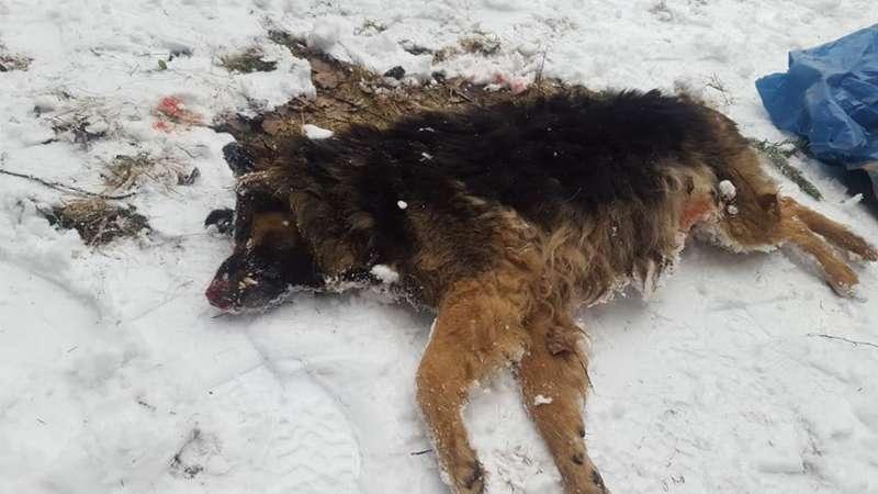 Bestialsko zabity pies znaleziony w Jordanowie