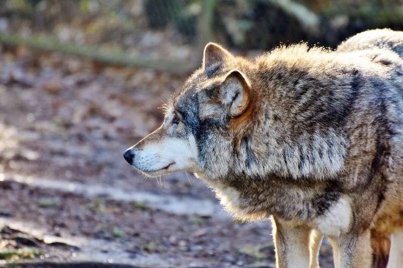 Rysie i wilki w Babiogórskim Parku Narodowym
