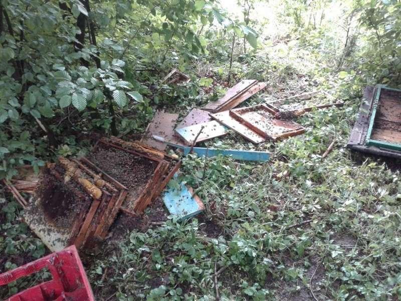 Uwaga! Głodne niedźwiedzie w akcji