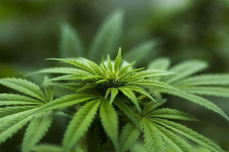 Nielegalna plantacja w … samochodzie