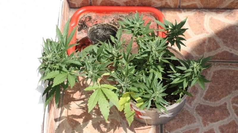 Kolejna plantacja konopi- zlikwidowana