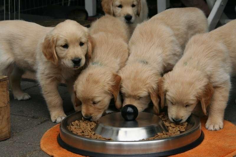 6 powodów, dla których warto postawić na sklep zoologiczny online