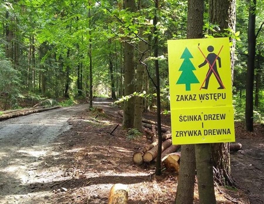 W lasach trwa zrywka drewna