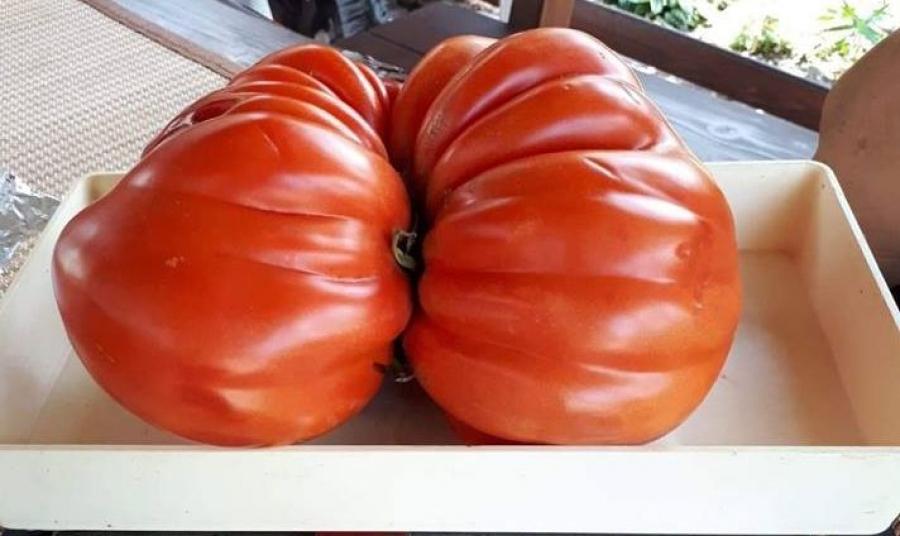Smakowita sensacja pod Babią Górą