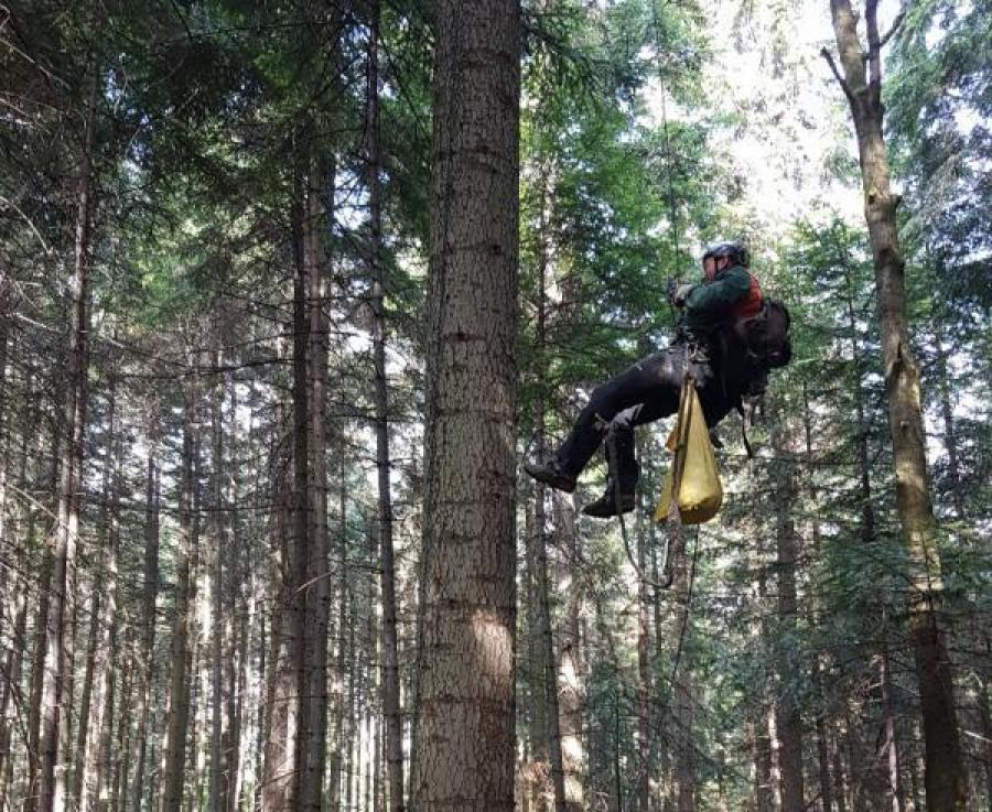 Leśnicy weszli… na drzewa