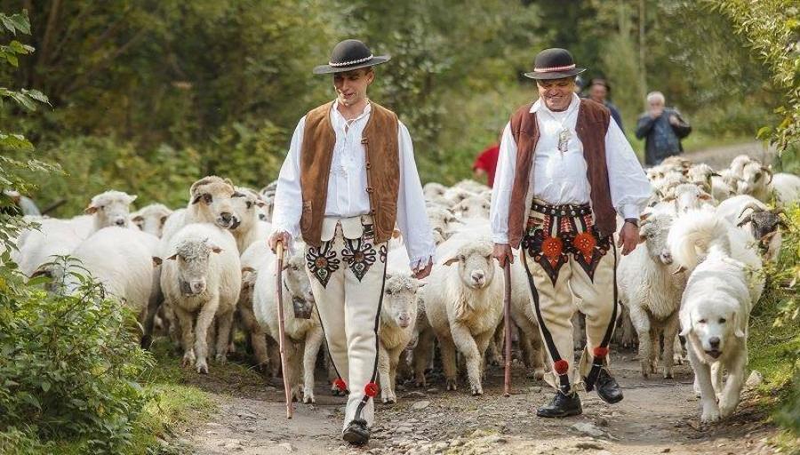 Owce schodzą z hal