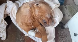 Makabryczne znalezisko w schronisku dla psów w Hucisku - wideo