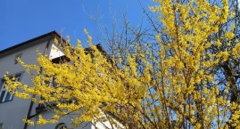 Czerwcowe cięcie krzewów ozdobnych. Lilak, forsycja &hellip;