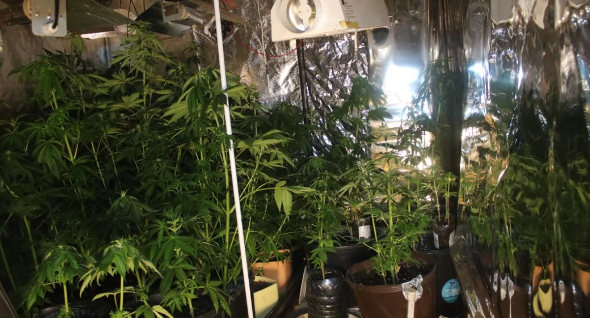 Plantacja marihuany pomiędzy belami słomy [foto + video]