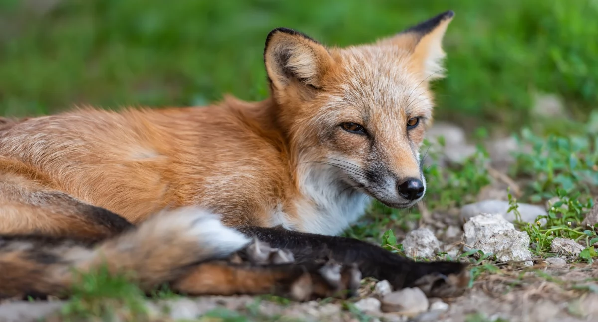 Niebawem ruszy wiosenna akcja szczepienia lisów wolno żyjących