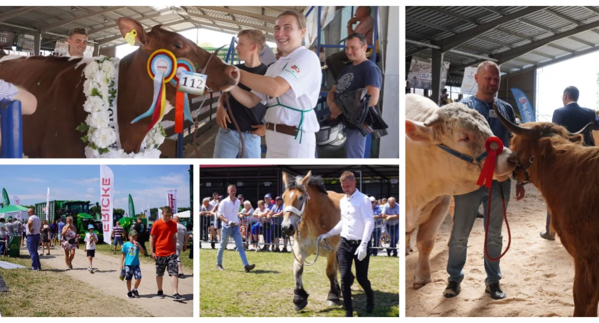 Trwa XXX Wystawa Regionalna Wystawa Zwierząt Hodowlanych w Szepietowie [FOTO]