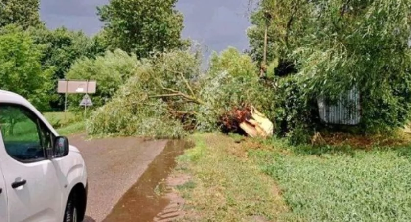 Powalone drzewa, uszkodzone budynki gospodarcze. Stan po burzach w powiecie wysokomazowieckim