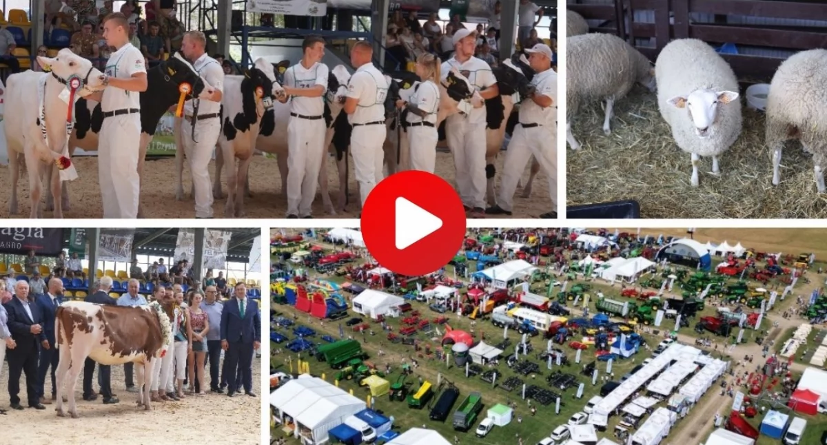 Tak wyglądała jubileuszowa XXX Wystawa Zwierząt Hodowlanych w Szepietowie [VIDEO]