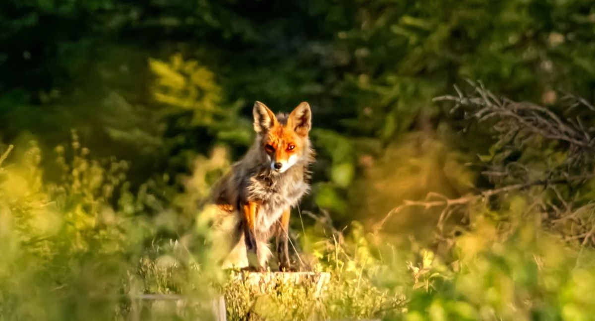 Niebawem jesienna akcja szczepienia lisów