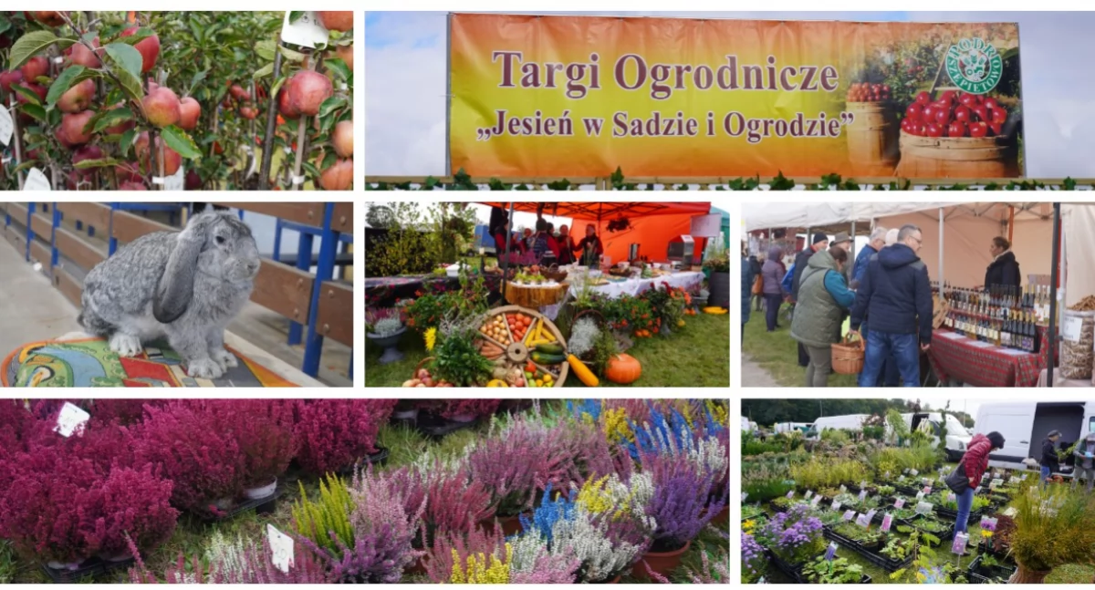 Ponad 200 wystawców na Targach Ogrodniczych „Jesień w sadzie i ogrodzie” w Szepietowie [FOTO + VIDEO]
