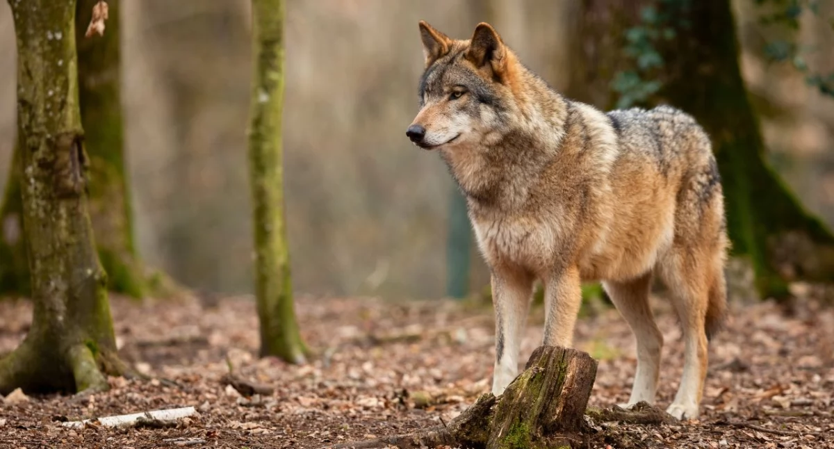 Wilki pojawiły się na terenie gminy Sokoły