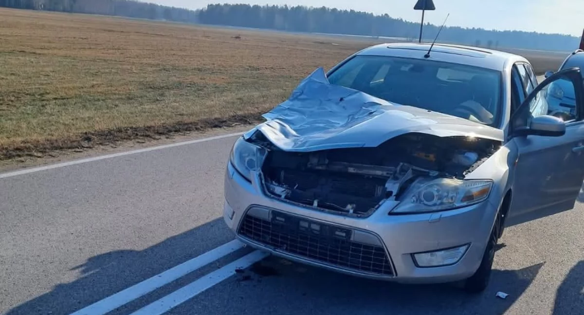 Zderzenie forda z łosiem na DW671 Sokoły - Jeżewo Stare [foto]