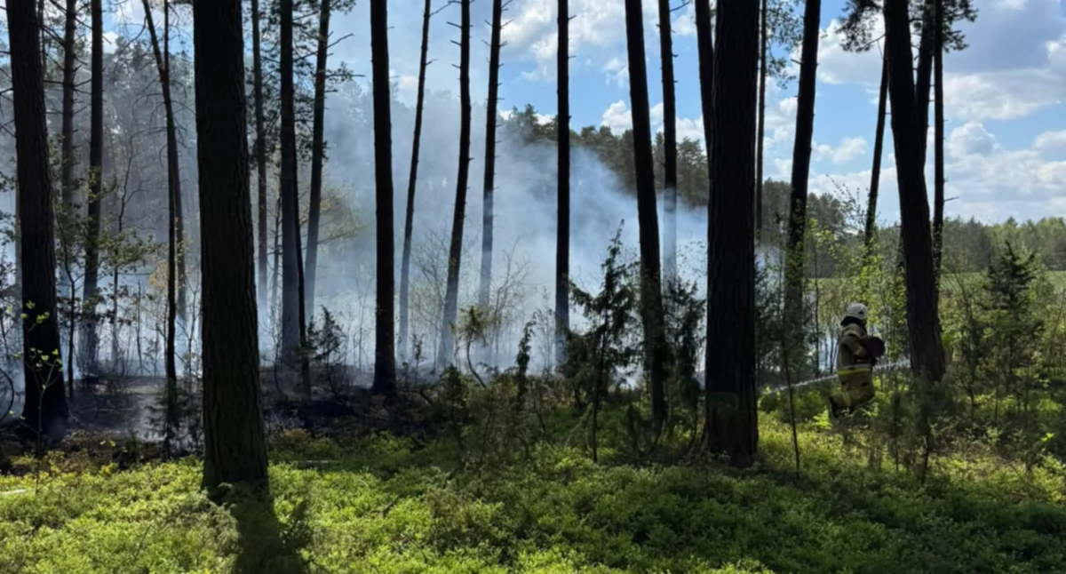 Pożar lasu w Niziołkach-Dobkach. Płonie hektar ściółki [foto]