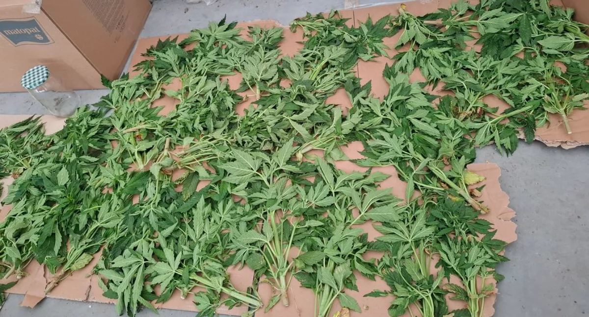 Plantacja marihuany ujawniona podczas awantury domowej. Odpowiedzą ojciec i syn [foto]