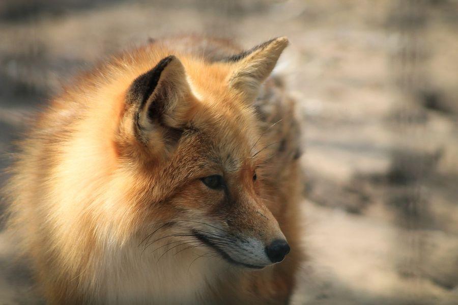 Jesienna akcja szczepienia lisów wolno żyjących