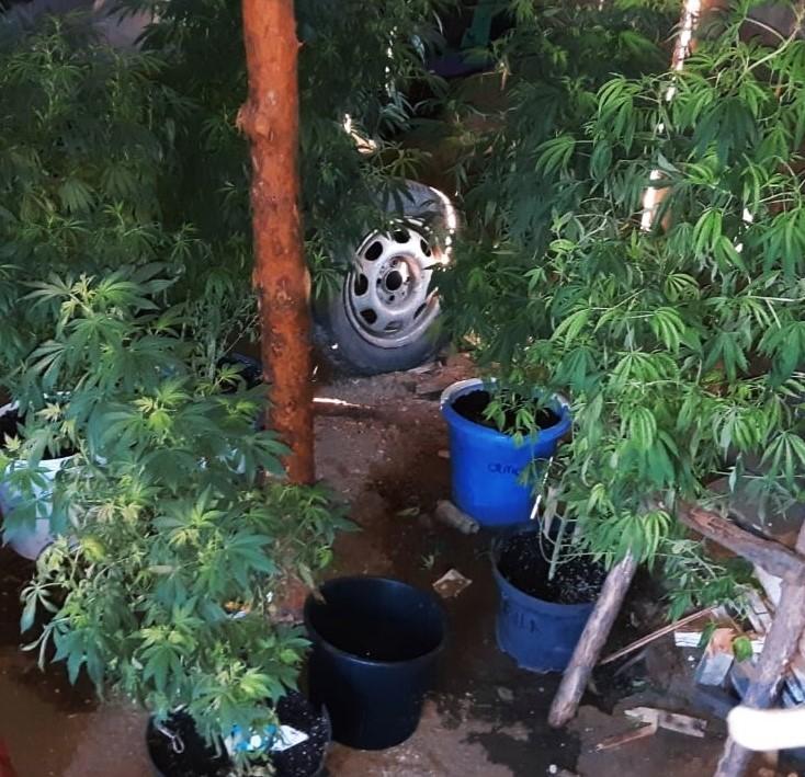 Bracia zatrzymani za posiadanie plantacji i narkotyków