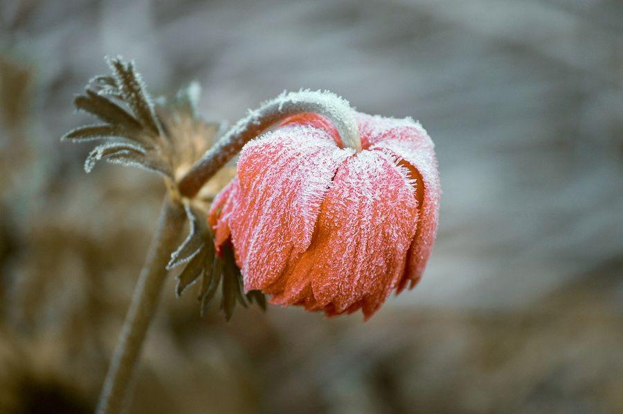 Meteorolodzy ostrzegają. W nocy wystąpią przymrozki