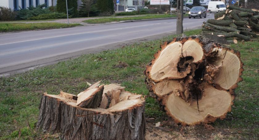 Rozbudowa DK66 w Wysokiem Mazowieckiem. Najpierw ścinają drzewa [foto]