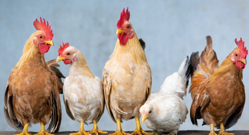 Wysoce zjadliwa grypa ptaków na terenie gminy Czyżew