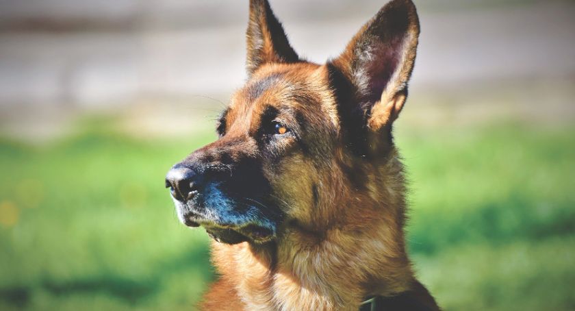 Kolejne czworonogi zasilą szeregi policji w Wysokiem Mazowieckiem