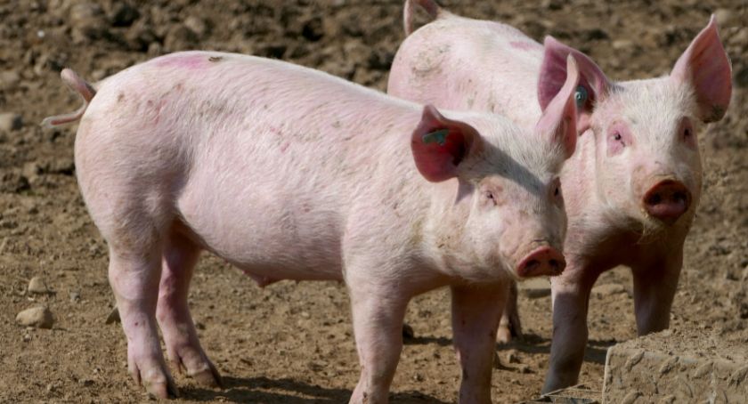200 mln złotych dla gospodarstw utrzymujących świnie