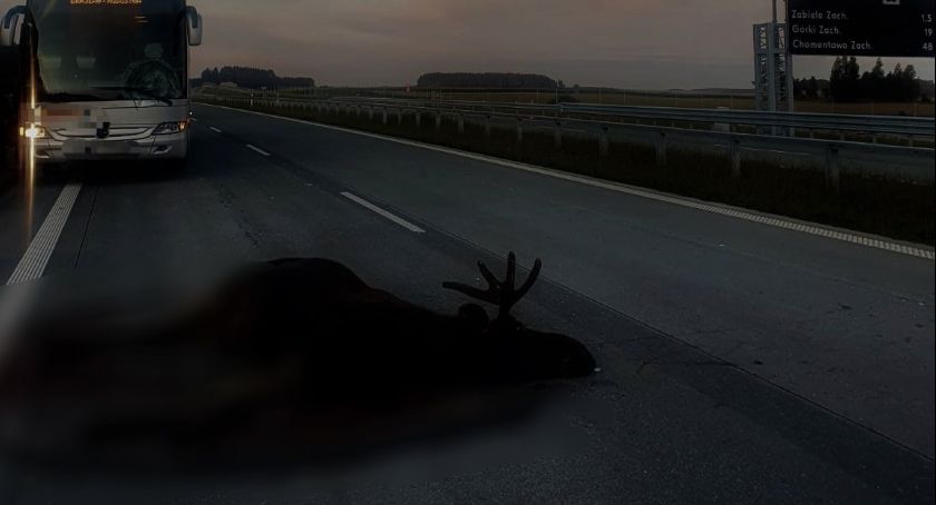 Tylko w sierpniu pięć zdarzeń drogowych z udziałem zwierzyny leśnej! 