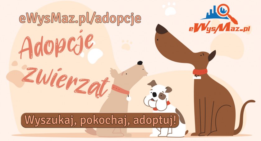Wyszukaj, pokochaj, adoptuj - pomagaj zwierzętom razem z nami!