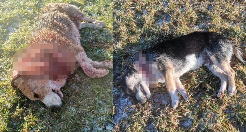 Brutalne zabójstwo psów w gm. Wysokie Mazowieckie? Sprawę bada policja [DRASTYCZNE ZDJĘCIA]