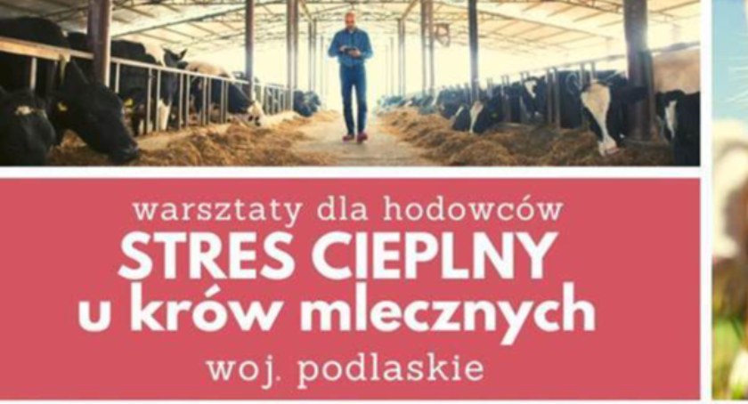Stres cieplny u krów mlecznych - darmowe warsztaty dla hodowców