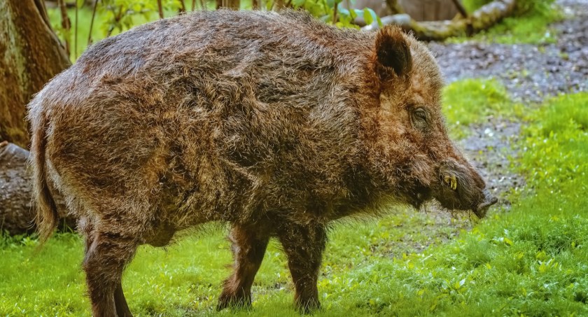 Tysiąc dzików do odstrzału. Wojewoda wydał rozporządzenie