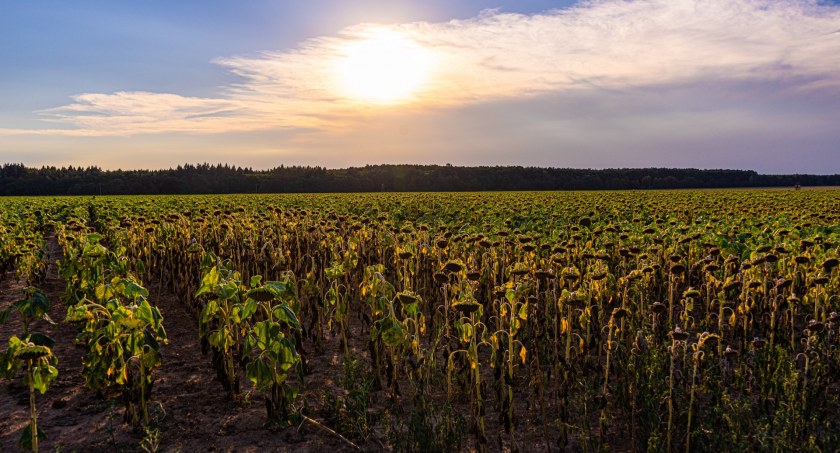 Wydłużony czas na składanie wniosków o pomoc klęskową