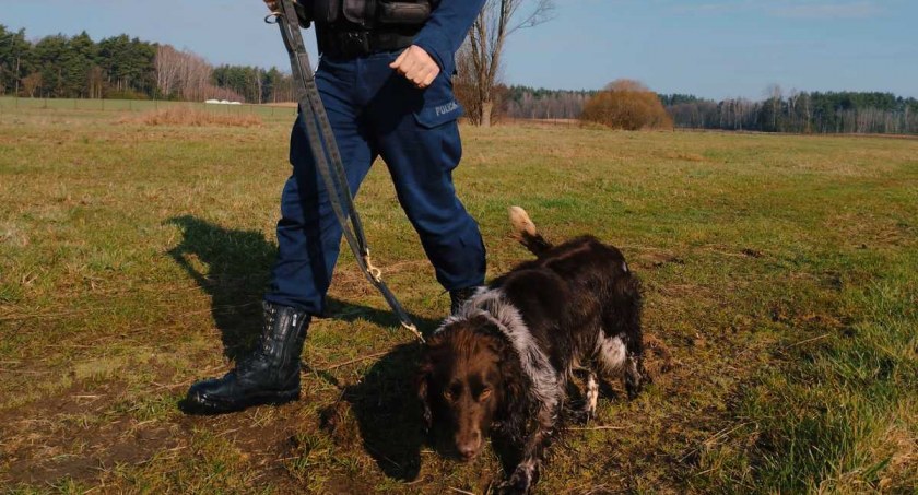 Nowy czworonożny funkcjonariusz w wysokomazowieckiej policji [foto]