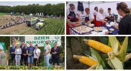 139 odmian kukurydzy zaprezentowanych podczas Krajow…